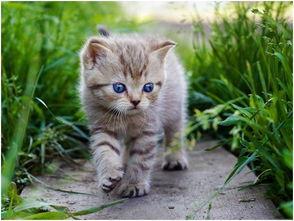 娱乐吃瓜小猫咪微博,揭秘娱乐圈幕后故事